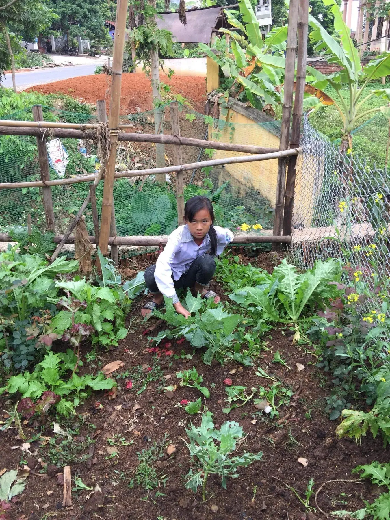 Vũ Khánh Ngọc standing in the family vegetable garden